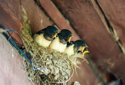 雀鳥飛入屋|屋企有自來鳥搞唔掂？自來雀風水好？燕子入屋風水極。